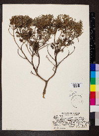 Artemisia australis image