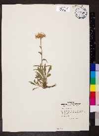 Aster alpinus image