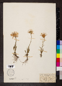 Aster alpinus image