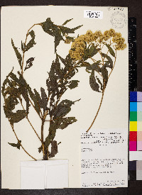 Austroeupatorium decemflorum image