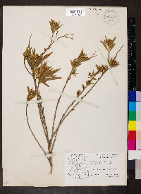 Baccharis salicifolia image