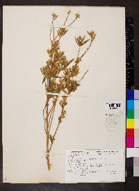 Baccharis salicifolia image