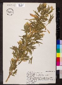 Baccharis salicifolia image