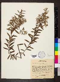 Baccharis dracunculifolia image