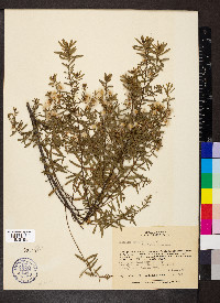 Baccharis dracunculifolia image