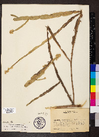 Baccharis genistelloides image