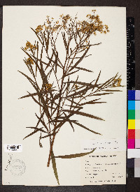 Baccharis salicifolia image