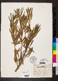 Baccharis salicifolia image