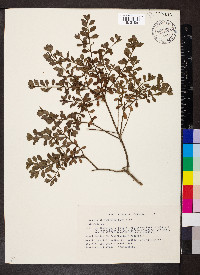 Baccharis conferta image