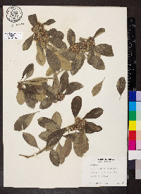Baccharis nitida image