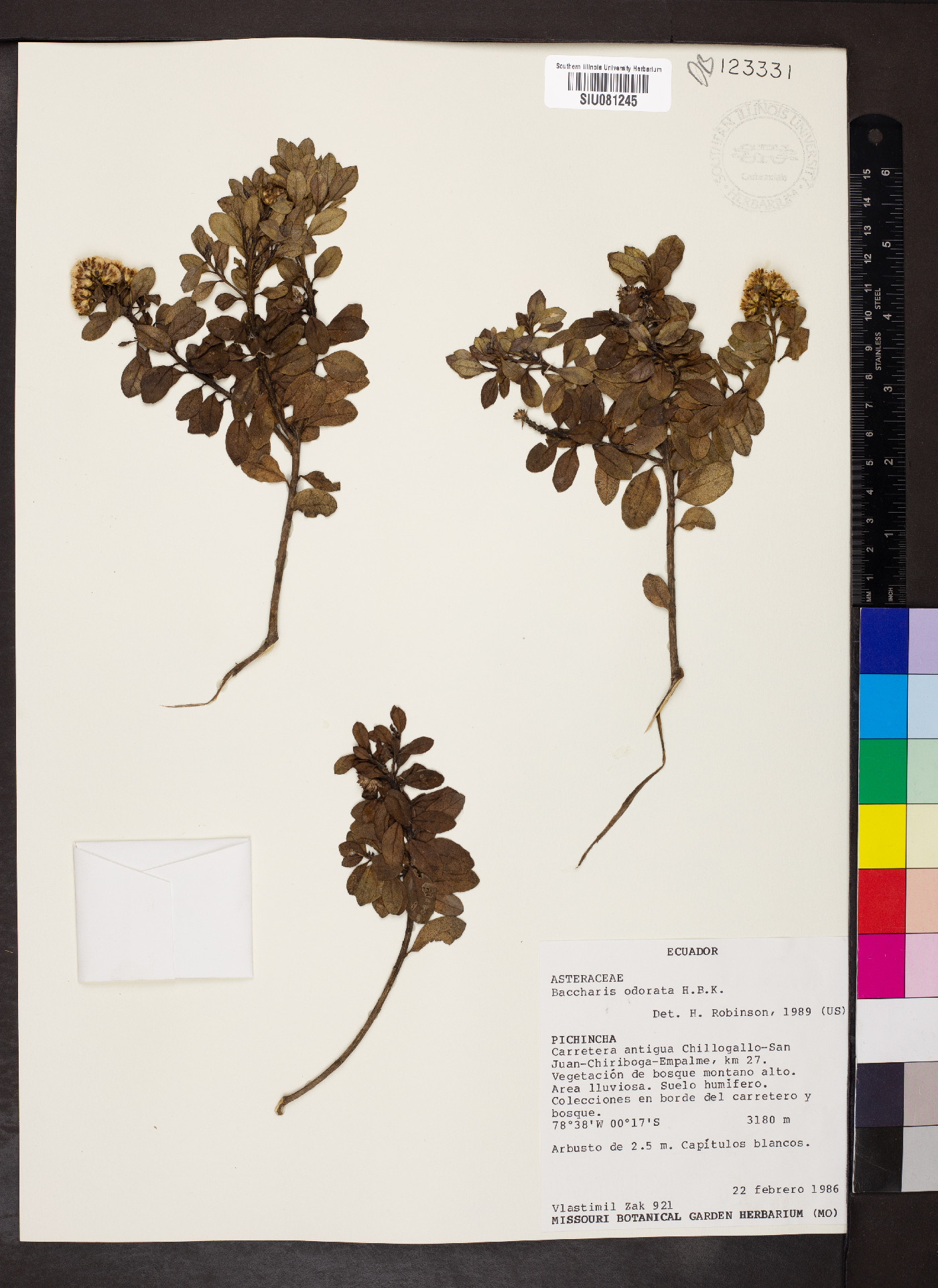 Baccharis odorata image
