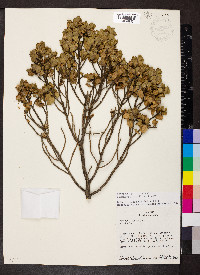 Baccharis papillosa image