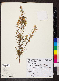 Baccharis rufescens image