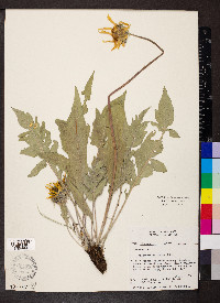 Balsamorhiza incana image