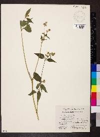 Baltimora recta image