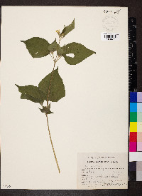 Baltimora recta image
