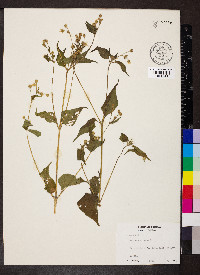Baltimora recta image