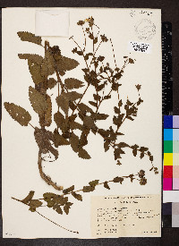 Berlandiera pumila image
