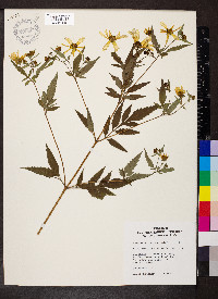 Bidens aristosa image