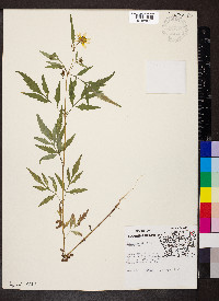 Bidens aristosa image