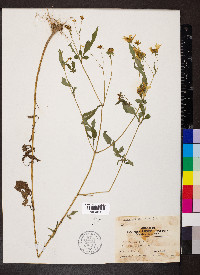 Bidens aristosa image