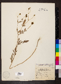 Bidens aristosa image