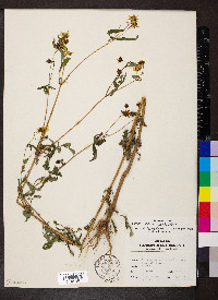 Bidens aristosa image