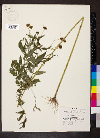 Bidens aristosa image