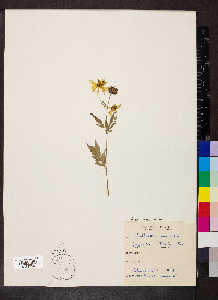 Bidens aristosa image