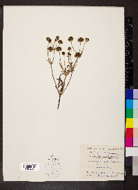 Bidens aristosa image