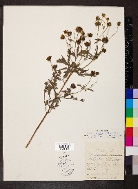 Bidens aristosa image