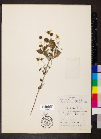 Bidens aristosa image