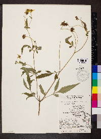 Bidens aristosa image