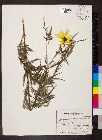 Bidens aristosa image