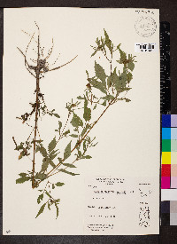 Bidens aristosa image