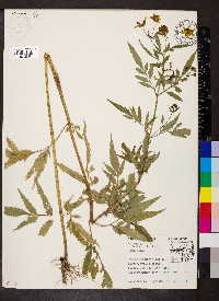 Bidens aristosa image