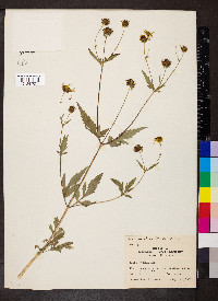 Bidens aristosa image