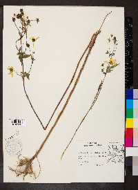 Bidens aristosa image