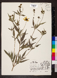 Bidens aristosa image