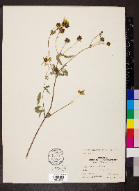 Bidens aristosa image