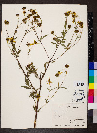 Bidens aristosa image