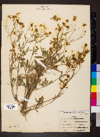 Bidens aristosa image