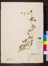 Bidens aristosa image