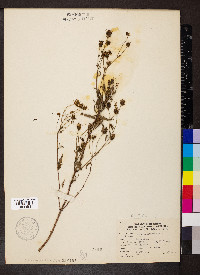 Bidens aristosa image