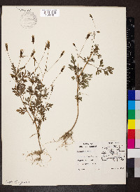 Bidens bipinnata image