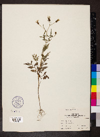 Bidens bipinnata image