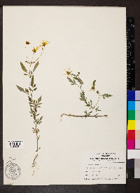 Bidens bipinnata image