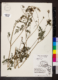 Bidens bipinnata image