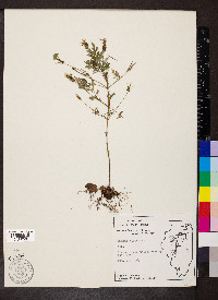 Bidens bipinnata image