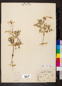 Bidens bipinnata image